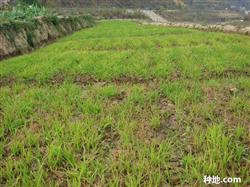 How to control blight when raising rice seedlings