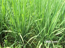 When should we pay attention to the control of rice diseases and insect pests