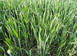 What are the diseases and insect pests of wheat at seedling stage