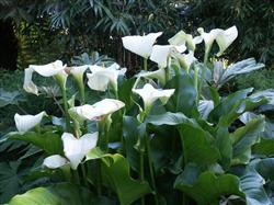 Control of common diseases and insect pests of calla lotus