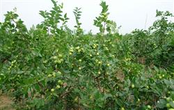 What are the medication methods for jujube planting?