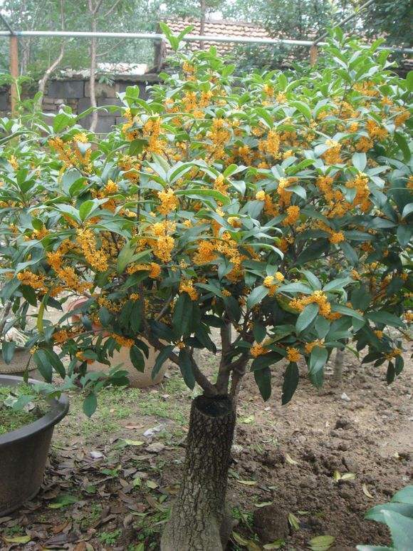 The little sweet-scented osmanthus is so useful that it can make tea and cakes after drying.