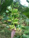 What kind of medicine should be given during the period of banana ear development?