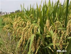 How to grow more empty chaff grains in hybrid rice?