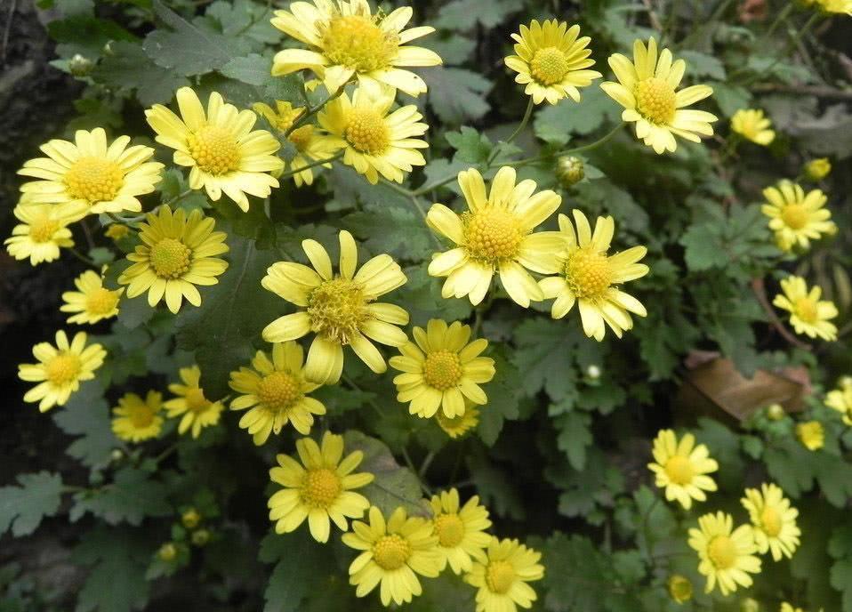 The wildflowers on the roadside are really useful for making tea, clearing away heat, dispelling fire and detoxifying