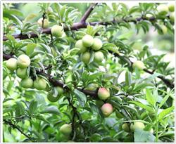 How to improve the fruit setting rate of plum fruit?