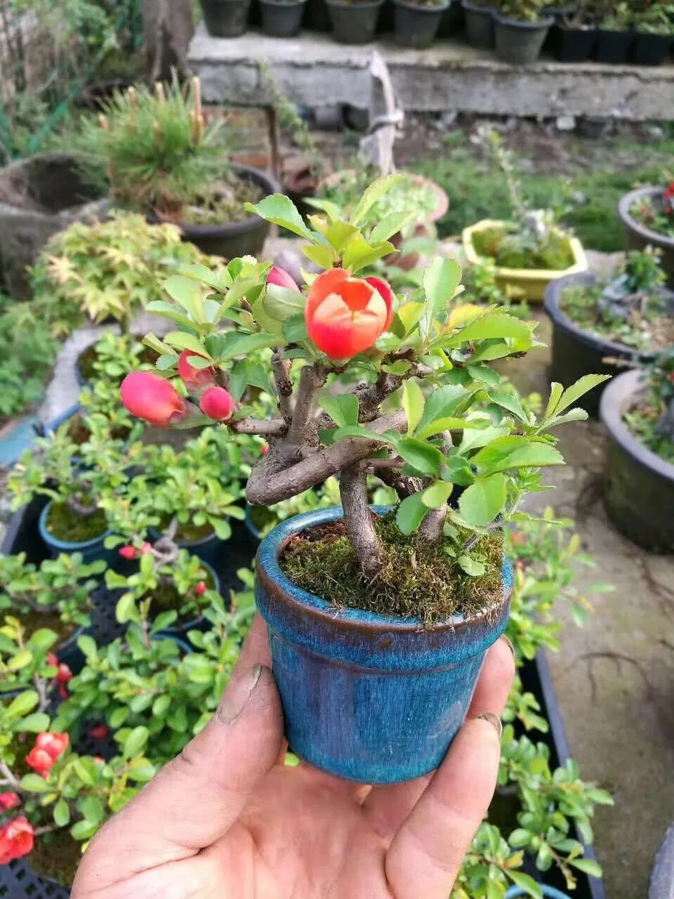 Fingertip bonsai can bloom, but the results do you believe it? If you don't believe me, look at these tips.