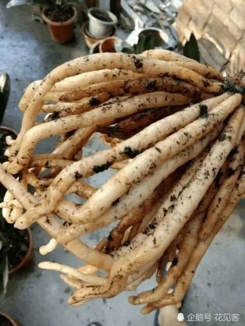 Raise magnolia with this kind of strong root water to turn radish roots and leaves into thick green flowers.