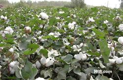 How can cotton yield increase and disease resistance?