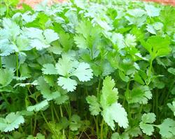 How to manage the cultivation of coriander in open field?