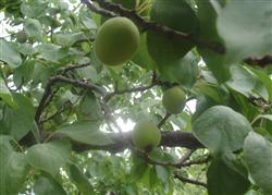 How to water apricot trees after sitting fruit?