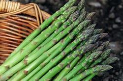 How to manage summer asparagus?