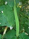 What diseases and insect pests should be controlled when planting towel gourd?