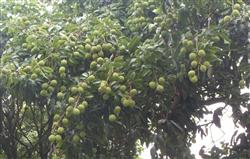 What is the law of fertilizer requirement of litchi? How to apply fertilizer?