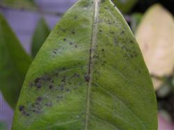 How to prevent and cure yellowskin soot disease?