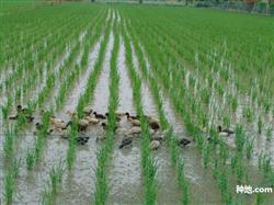 Introduction: pollution-free control methods of rice diseases and insect pests