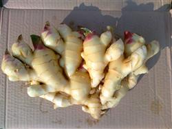 How can ginger be applied with base fertilizer for high yield?