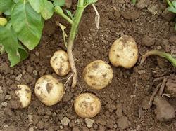 Is there any way to increase production by growing potatoes?