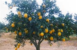 What is the effect of various fertilizers on navel oranges?