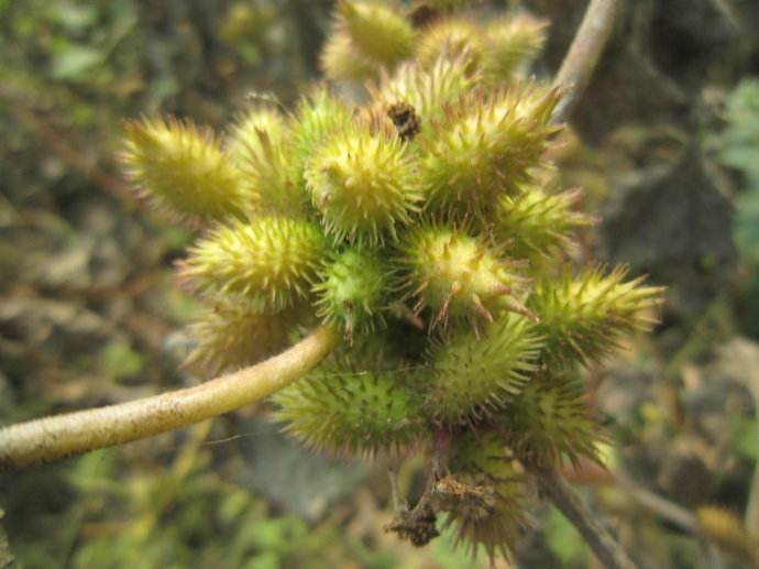 It is a plant that can stick clothes. I was tired of it when I was a child, and now it goes up to 10 yuan per jin.