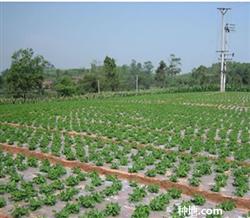 How to cultivate peanuts covered with plastic film?