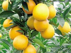 How to fertilize Fuchuan navel orange?