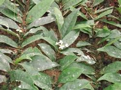 Rapid asexual Propagation of Osmanthus fragrans