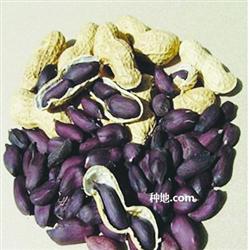 How to grow black peanuts?