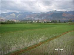 What should be paid attention to in the control of rice diseases and insect pests?