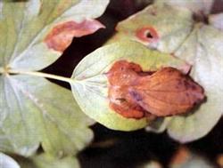 Control methods of Brown spot of Peony