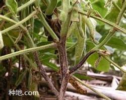 How to prevent and cure soybean root rot?