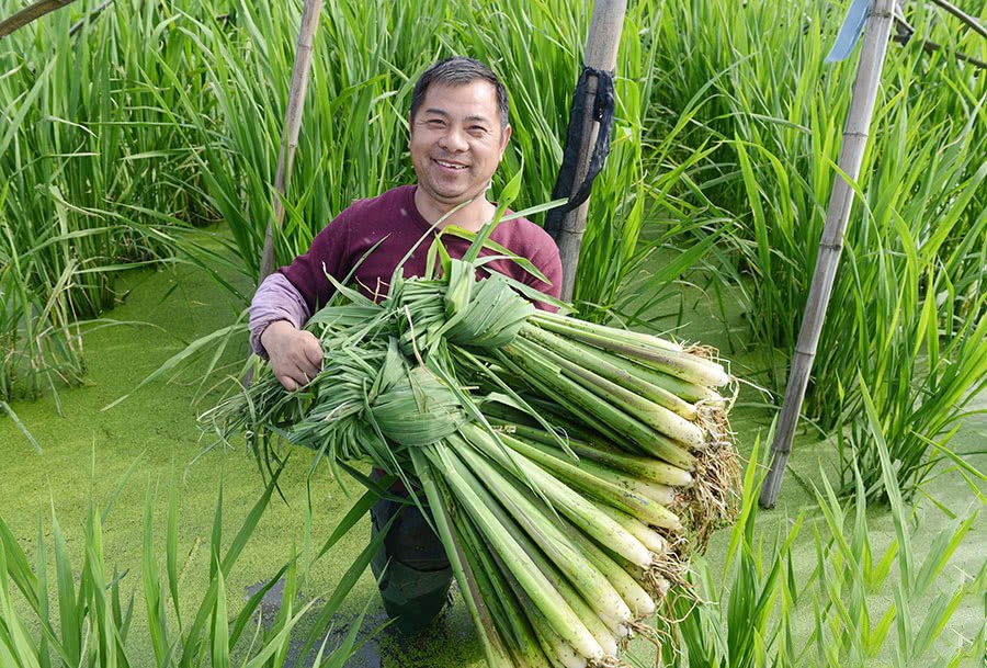 China's unique aquatic vegetables were once regarded as a scourge by the ancients, and now they are exported abroad for 100 yuan a jin.