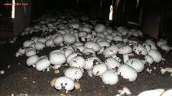 Disease Control measures of Pleurotus ostreatus