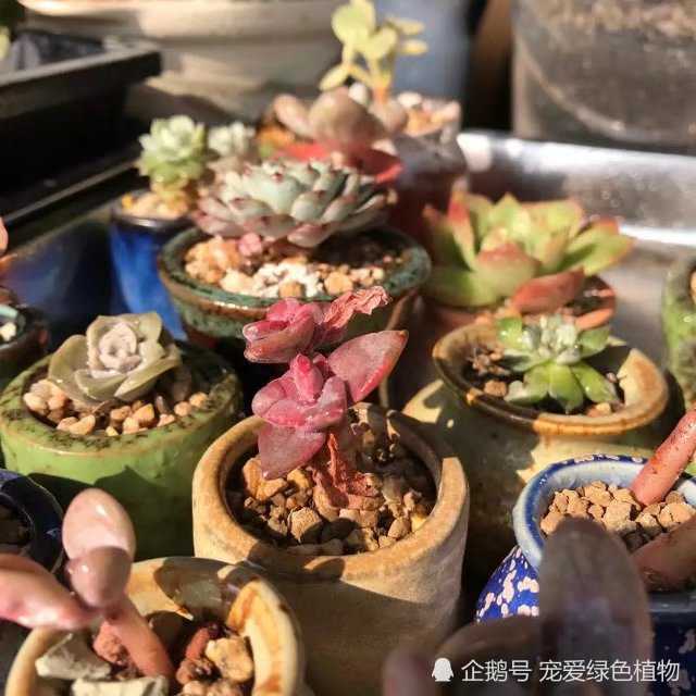 Don't let you stop taking care of the succulent plants in early autumn.