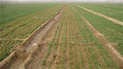 Spring Management measures of Winter Wheat in Northern Xinjiang