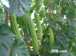 How to plant balsam pear efficiently?