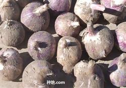 How to deal with planting garlic seeds?