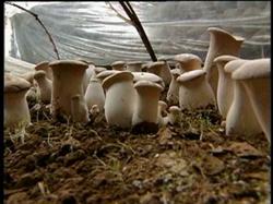 Six tips for high yield cultivation of Pleurotus eryngii indoors and outdoors