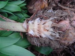 Symptoms and control of Rhizoctonia sclerotiorum of lily