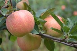 How to prune apple trees in summer?