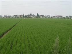 New technique of Rice Seedling raising with perforated Film