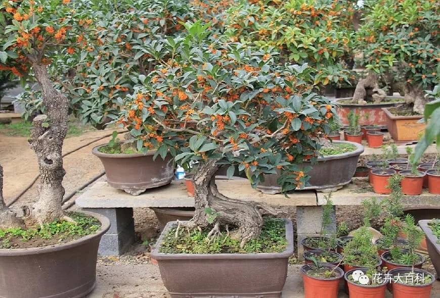 Dwarfing methods of potted sweet-scented osmanthus