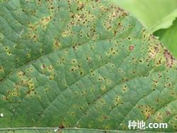 How to prevent rust from growing beans in autumn?