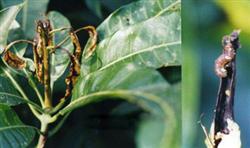 How to control diseases and insect pests of mango