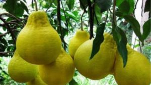 The difference between Shatian pomelo and grapefruit