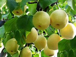 How to fertilize Yali pear scientifically?