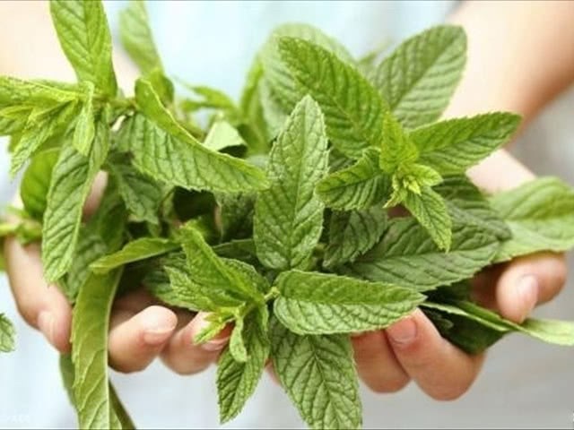 These three kinds of plants can remove the smell from the toilet, and the smell is very small, fresh and easy to breed.