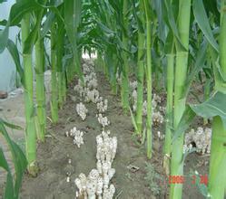 How to interplant Coprinus comatus in chili field