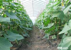 Which pesticides cannot be used in cucumbers?