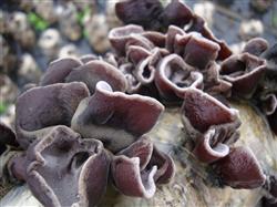 Cultivation techniques of Auricularia auricula without ear Base